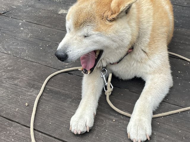 ��_�W�H��SUP���J���b�N�����ē���