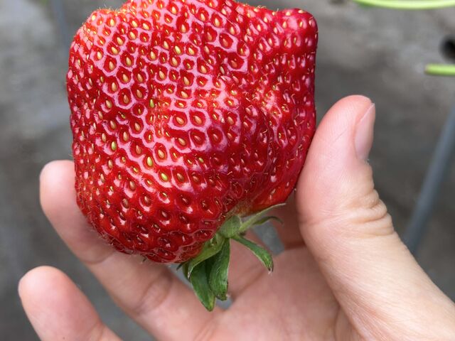 �傫����_�͖{�t�@�[����������