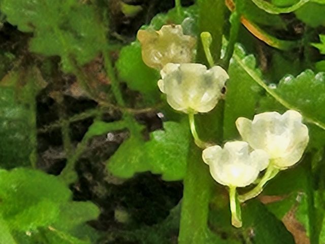 �܂߂�肽����̌����X�Y�����Q���̓��e�ʐ^1