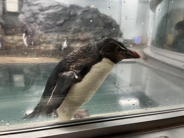 �y���M�����������̂Ƃ���ɗ��ĊF��Ȃ���΂��Ă�_���R������