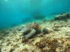 IM̃I[X[Vm[P{Óւ̓eʐ^1