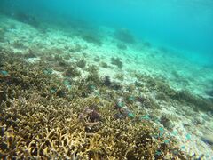 IM̃I[X[Vm[P{Óւ̓eʐ^2