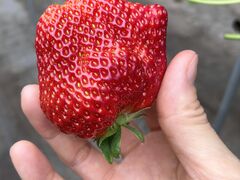 ����������͖̉{�t�@�[�����������ւ̓��e�ʐ^1