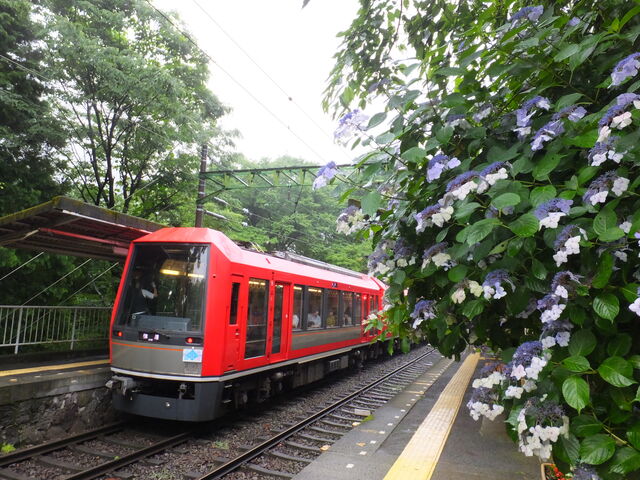 �w�̃z�[���ɂ����z��_�啽�䉷��