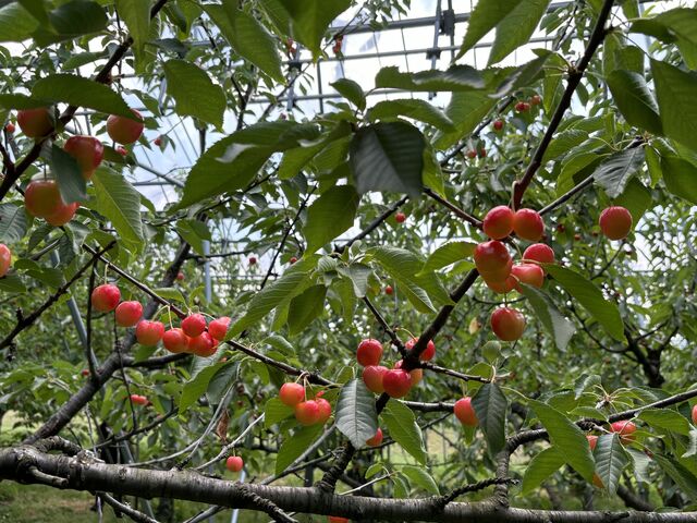 �������������I_�Ìy��߂�񂲃t�@�[��