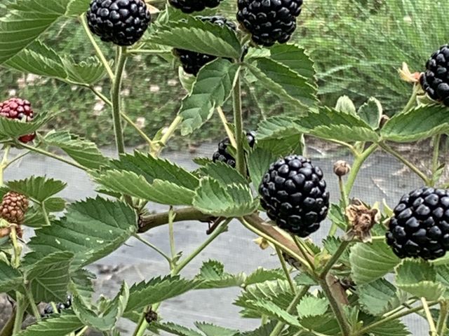 �u���b�N�x���[
_���������u���[�x���[�����_��