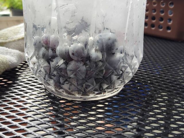 ���������₽�u���[�x���[
_���������u���[�x���[�����_��