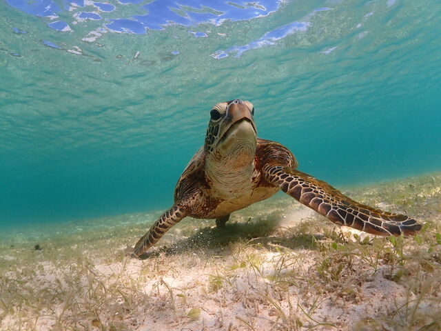 �E�~�K���I_�{��blue�܂ق��