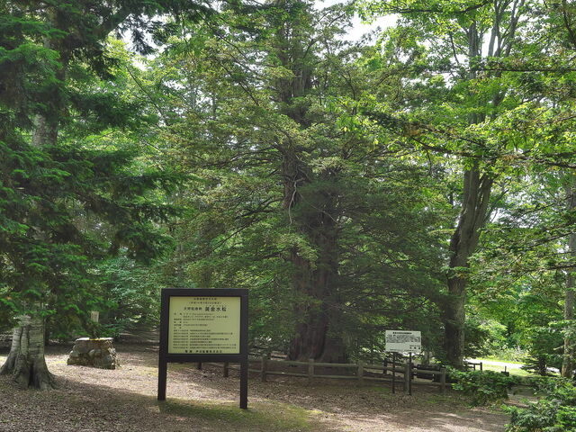 ��������_��������