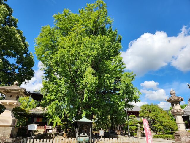 �f�����̑傢���傤