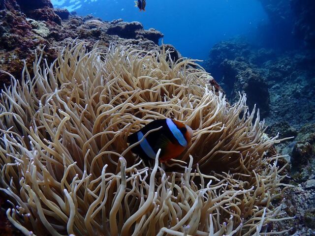 ��ԉ����̂͂�͂�NEMO��_����}�����T�[�r�X�u���[�P�[�u