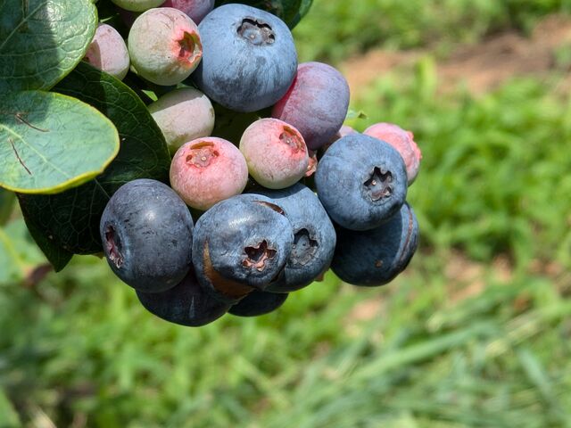 �u���[�x���[�̃V�[�Y���ɂȂ�ƁA�傫�Ȏ��̎�ނ��o�Ă��܂��B_���������˔_��