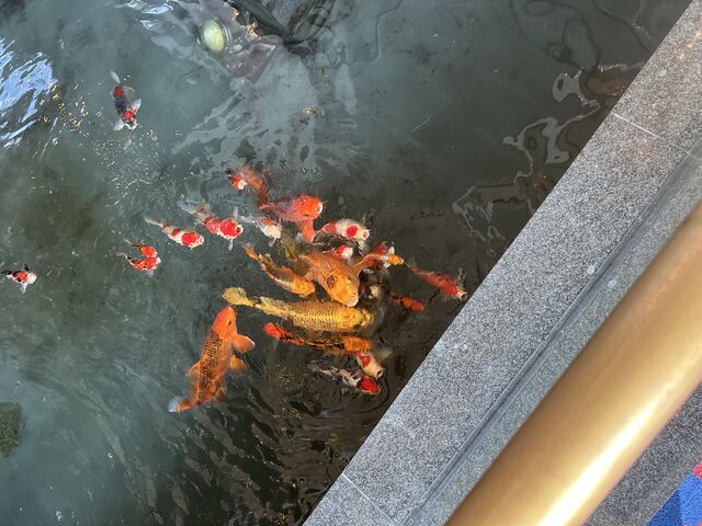 �L���H�Ɍ�̒r������܂����B�ߕt������a�����߂Ă��Ă�����Ɛ\����Ȃ��C�����ɁB_�H�ۃO�����h�z�e��