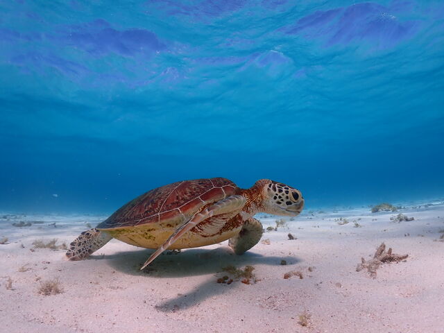 �C�t�ł̋T����_���d�����}�����n�[�g�{�Ó�