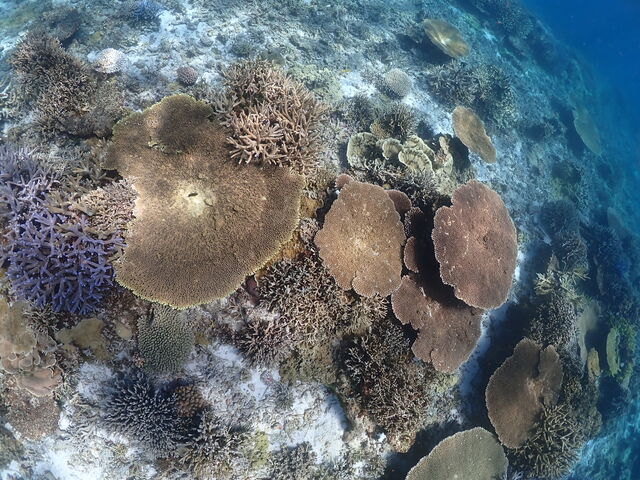 �Y��ȃT���S_���d�����}�����n�[�g�{�Ó�