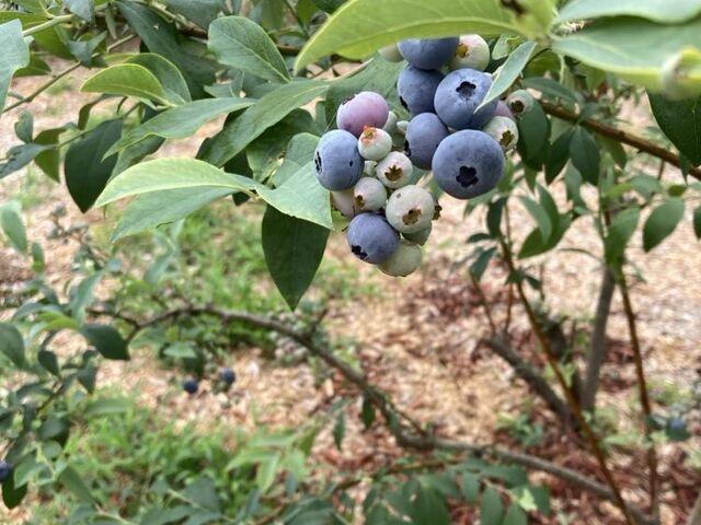 �I�n�͔|�̕����`�b�v���~���Ă����Ăӂ��ӂ����K
�C������Ȃ��̂��ǂ�����_�������u���[�x���[��