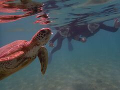 }[Tnico {Óւ̓eʐ^1