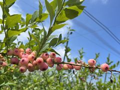 ̃u[x[X^[݂ւ̓eʐ^1