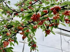 ALR̉ʎ̗@c_ւ̓eʐ^1