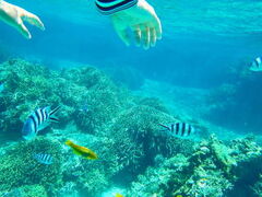 Ătome cruiseւ̓eʐ^1