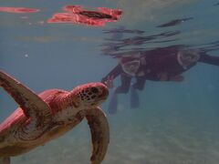 }[Tnico {Óւ̓eʐ^1