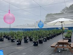 ܂䂳̂u[x[ւ̓eʐ^1