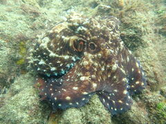 ˂񂳂̐-Vm[PKChX-ւ̓eʐ^1