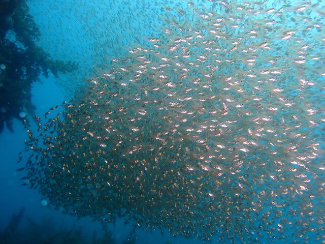 ف[񂳂̓cӃ_CrOT[rX̓eʐ^1