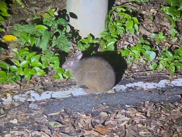 �A�}�~�m��������_�����I���W�i���T�[�r�X