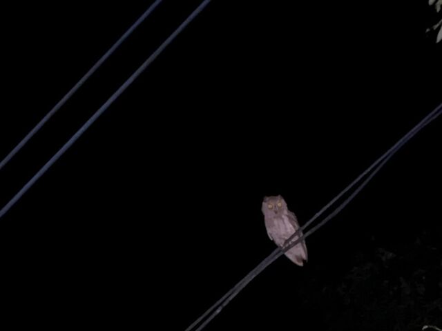 �����E�L���E�R�m�n�Y�N_�����I���W�i���T�[�r�X