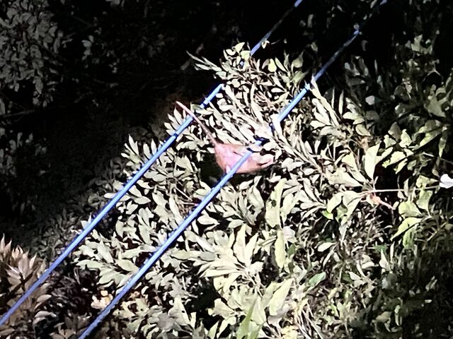 �P�i�K�l�Y�~_�����I���W�i���T�[�r�X