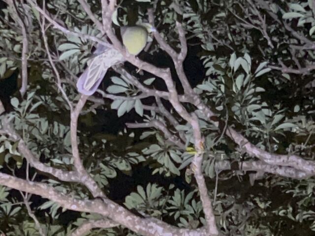 �A�I�o�g_�����I���W�i���T�[�r�X