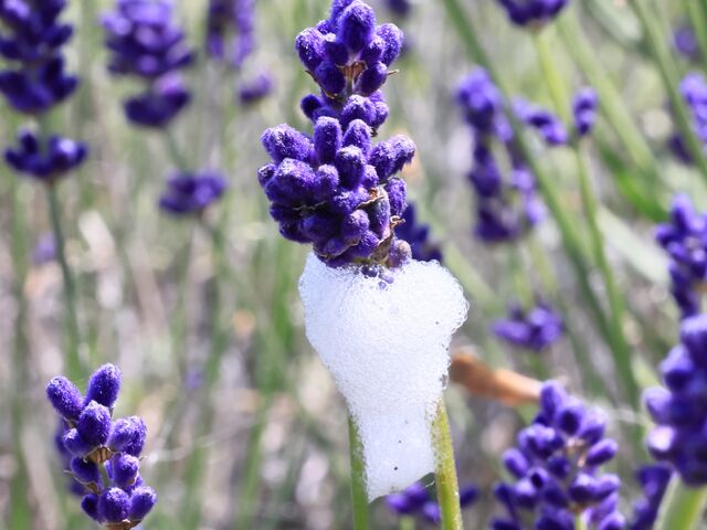 ����ȏ��Ɋ^�̗��H_����Ԃ̋u�E���l���̋u