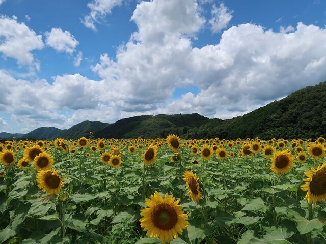 ����Ђ܂�蔨