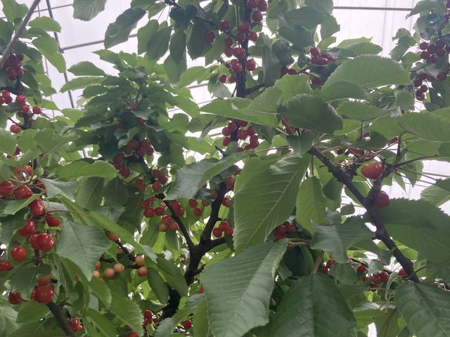 �S�Ċ��n�B��Ȃ�ő勻���ł����B_�ۑP�_��