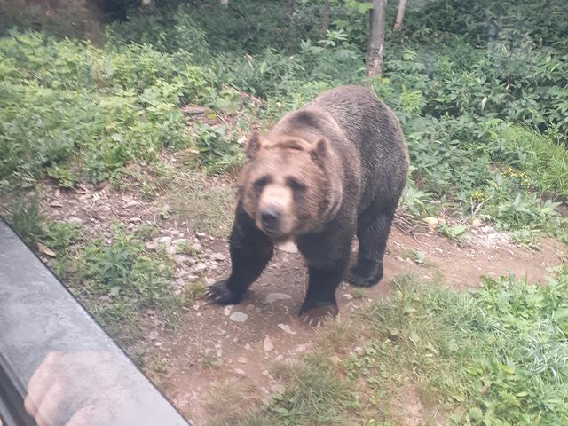 �o�X�ł��������Ȃ��F������悤�ł��B_�T�z�����]�[�g�@�x�A�E�}�E���e��