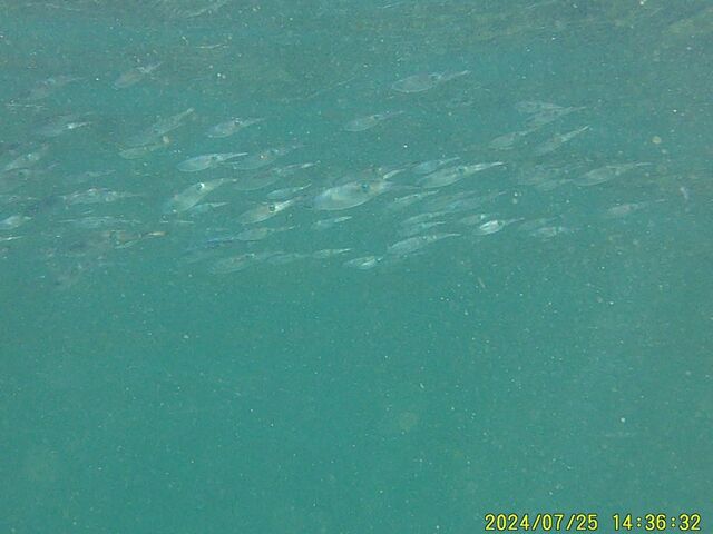 �C�J�̌Q��_SUNla�ɓ��_�C�r���O(�T�����C�Y)