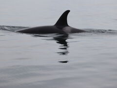 肳}}̊ВmAւ̓eʐ^1