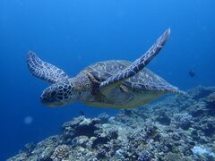 iceman̏SҐXNEOMARINEΊ_ւ̓eʐ^2