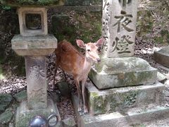 �t����Ж{�Ж{�a�̎ʐ^1