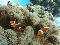 肳nico {Óւ̓eʐ^1