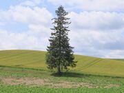 Ƃ񂳂̃pm}[h̓eʐ^1