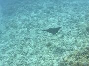 ЂƂ݂񂳂Oceans TreasureiI[VYgW[j̓eʐ^3