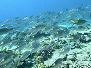 ЂƂ݂񂳂Oceans TreasureiI[VYgW[j̓eʐ^4