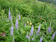 ALjXg̔nܗRÃVcP\E̓eʐ^2