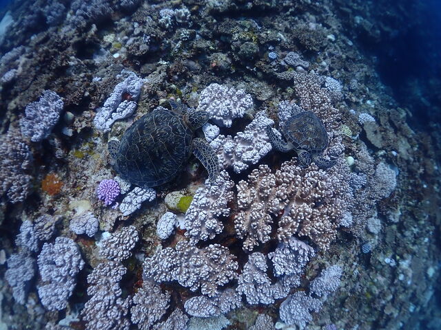 ���ǂ��X��̏�ŋx�e��_Kahoo_ishigaki