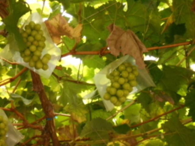 �����Ɏ���u�h�E_���H���ƂԂǂ����@�Î����i�R�W���G���j