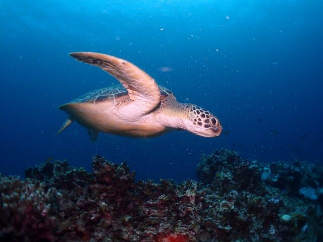 �D��ɉj���C�T_DIVING SHOP RYAAAN