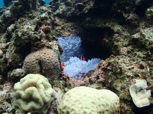 �j�������܂���_DIVING SHOP RYAAAN