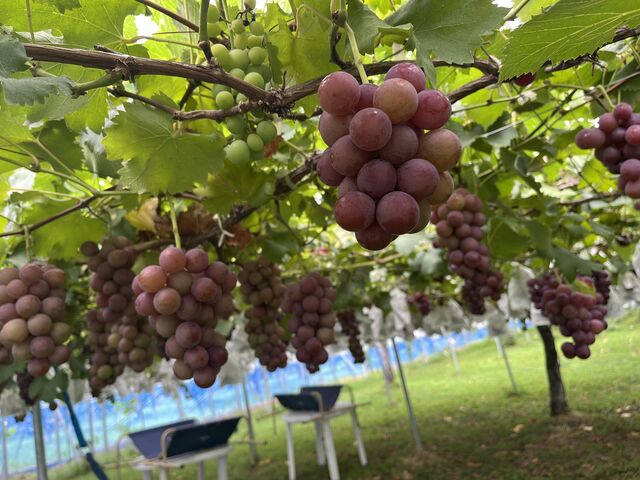 �ʐ^�X�|�b�g�̕�������_�M�����ʎ���